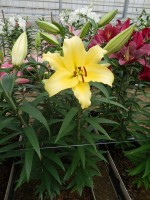 [5606 VH36 No01.JPG]